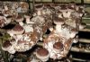 shiitake mushroom logs