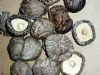 dry black mushroom